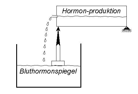 Hormone